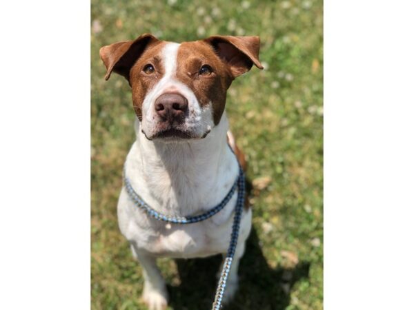 Pit Bull Mix DOG Female White and Brown 2565 Petland Norwin, PA