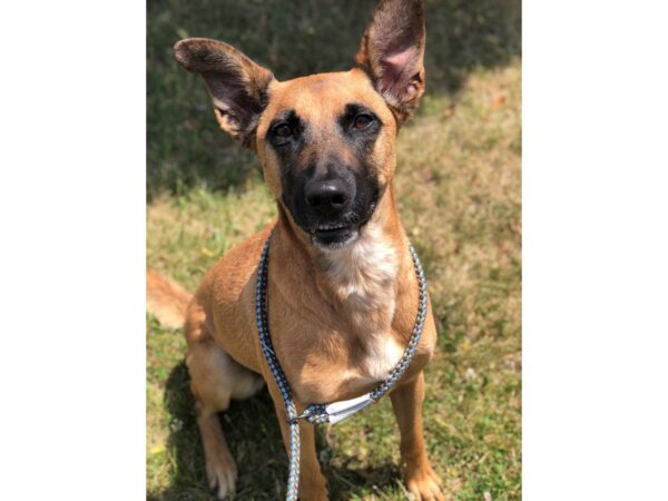 German Shepherd Mix DOG Female Brown 2564 Petland Norwin, PA