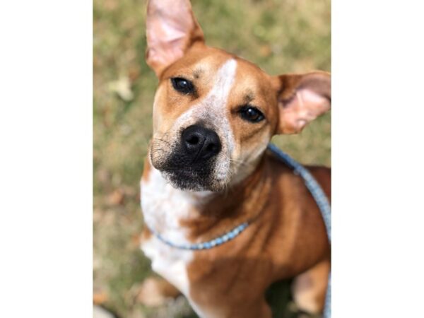 Retriever Mix-DOG-Female-Tan and White-2570-Petland Norwin, PA