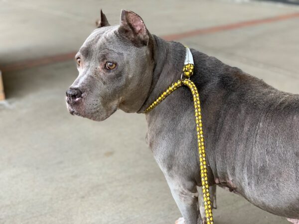 Pit Bull Mix DOG Female Blue 2576 Petland Norwin, PA