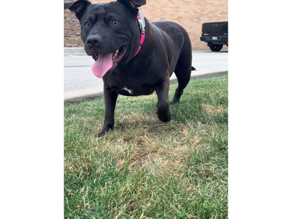 Pit Bull Mix DOG Female Black 2577 Petland Norwin, PA