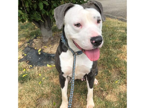 Pit Bull Mix-DOG-Female-Grey and White-2571-Petland Norwin, PA