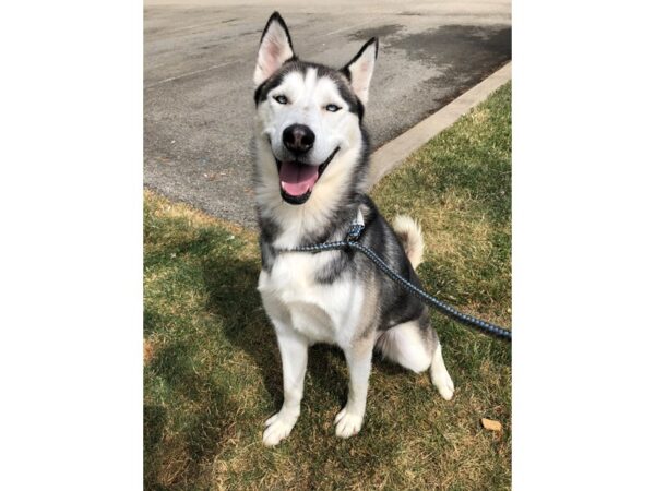 Siberian Husky-DOG-Male-Black and White-2573-Petland Norwin, PA