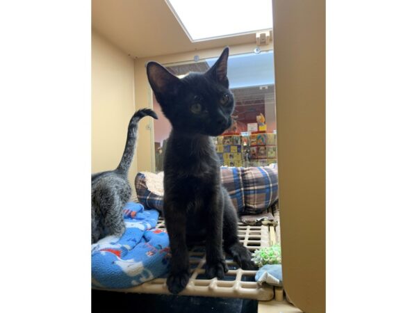 Domestic Short Hair-CAT-Male-Black-2598-Petland Norwin, PA