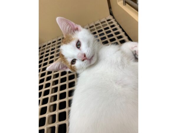 Domestic Short Hair CAT Male Orange and White 2597 Petland Norwin, PA