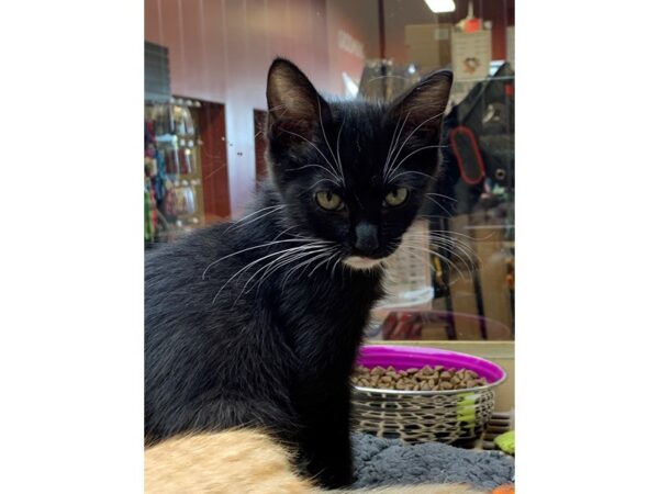 Domestic Short Hair CAT Male Black and White 2595 Petland Norwin, PA