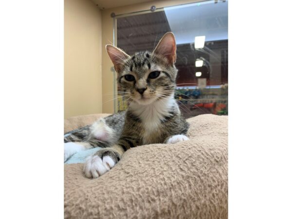 Domestic Short Hair CAT Male Brown Tabby 2584 Petland Norwin, PA