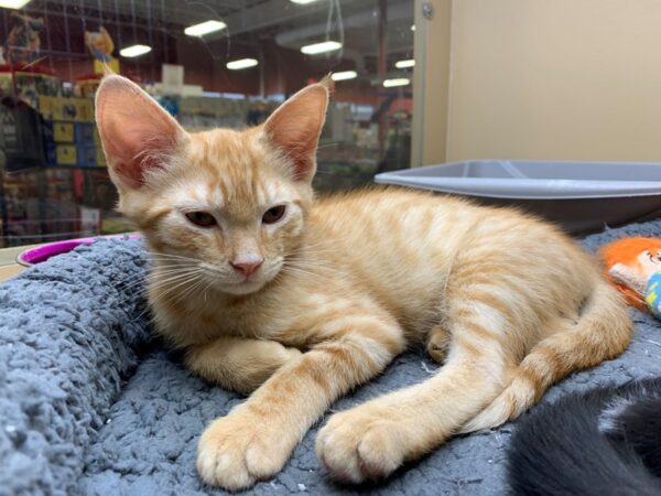 Domestic Short Hair CAT Male Orange Tabby 2596 Petland Norwin, PA