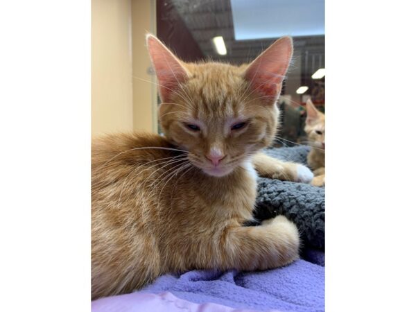 Domestic Short Hair CAT Male Orange and White 2580 Petland Norwin, PA