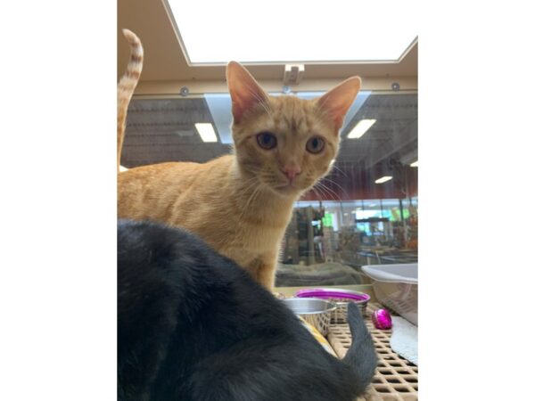 Domestic Short Hair CAT Male Orange 2591 Petland Norwin, PA