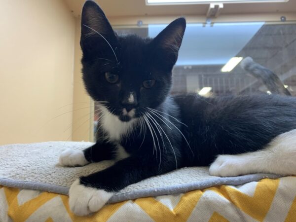 Domestic Short Hair CAT Female Black and White 2593 Petland Norwin, PA