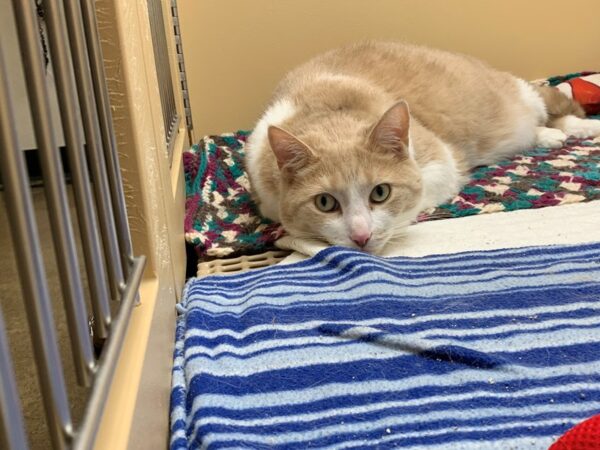 DSH Cat-CAT-Male-Tan/White-2601-Petland Norwin, PA