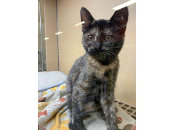 Domestic Short Hair CAT Female Torbie 2594 Petland Norwin, PA