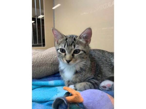 Domestic Short Hair CAT Female Brown and White Tabby 2587 Petland Norwin, PA