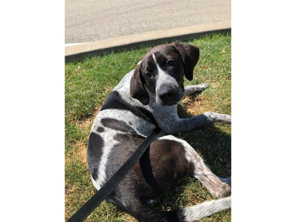 Bluetick Coonhound DOG Male Black and White 2575 Petland Norwin, PA