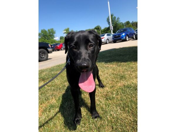 Labrador Retriever Mix DOG Female Black with White 2574 Petland Norwin, PA