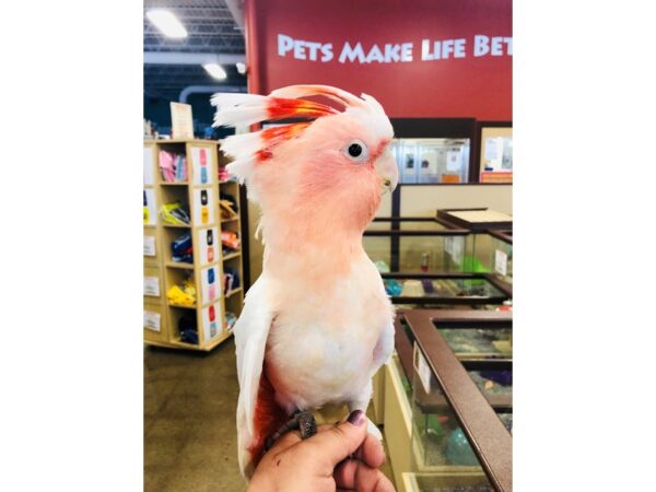 Major Mitchells Cockatoo-BIRD-Male--2603-Petland Norwin, PA