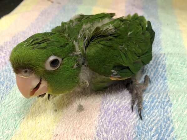 Cherry Headed Conure BIRD Male 2604 Petland Norwin, PA