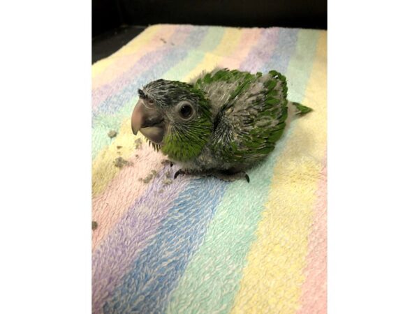 -----Petland Norwin, PA