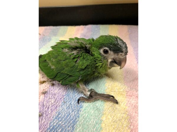-----Petland Norwin, PA