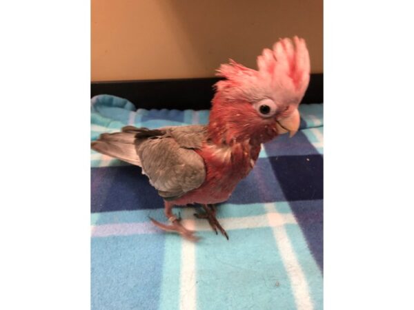 Rosebreasted Cockatoo-BIRD-Male--2613-Petland Norwin, PA