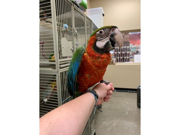 Harlequin Macaw BIRD Male 2612 Petland Norwin, PA