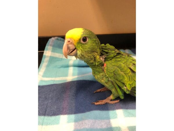 Double Yellow Headed Amazon BIRD Male 2611 Petland Norwin, PA