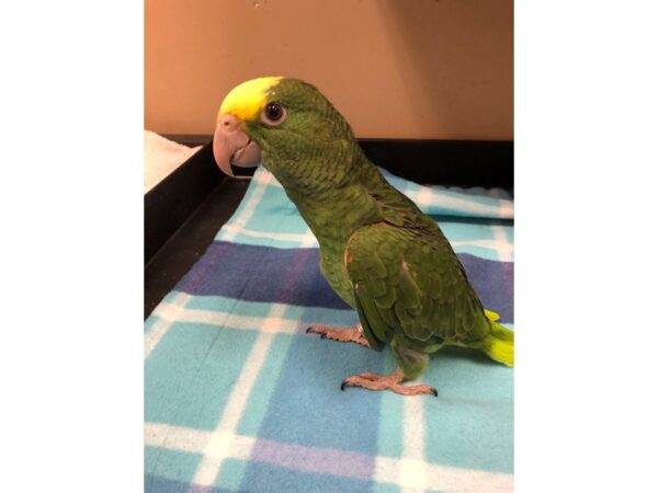 Double Yellow Headed Amazon BIRD Male 2610 Petland Norwin, PA