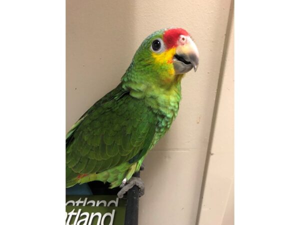 Red Lored Amazon-BIRD-Male--2609-Petland Norwin, PA