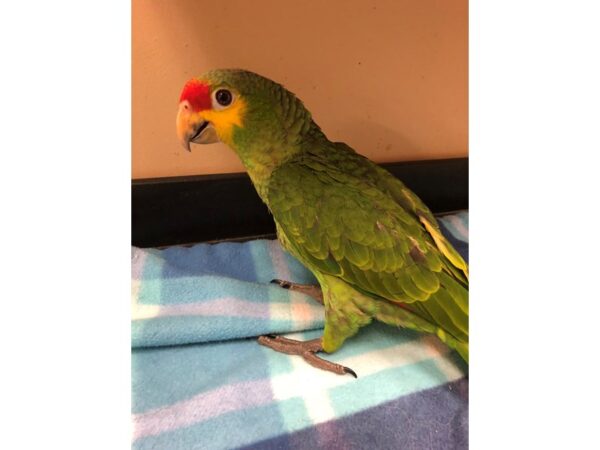 Red Lored Amazon-BIRD-Male--2607-Petland Norwin, PA