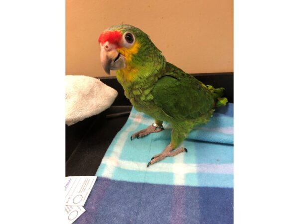 Red Lored Amazon-BIRD-Male--2608-Petland Norwin, PA