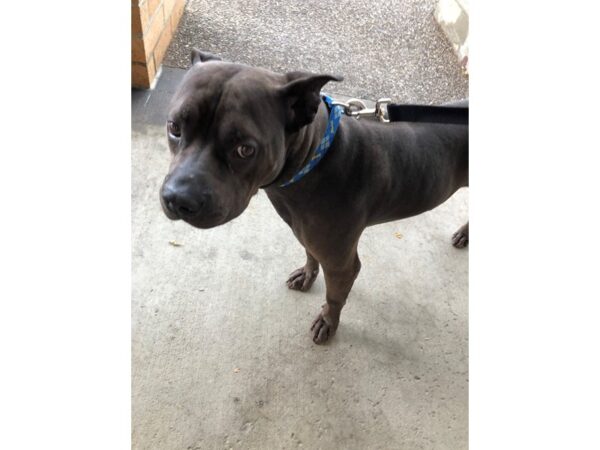 Pit Bull Mix DOG Male Smoke and White 2648 Petland Norwin, PA