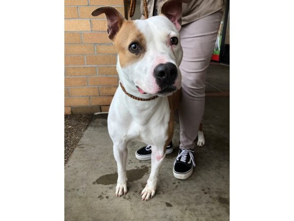 Pit Bull Mix-DOG-Male-Tan and White-2646-Petland Norwin, PA