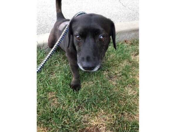 Basset Hound Mix DOG Male Black 2640 Petland Norwin, PA