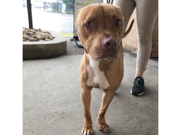 Pit Bull Mix-DOG-Male-Tan and White-2647-Petland Norwin, PA