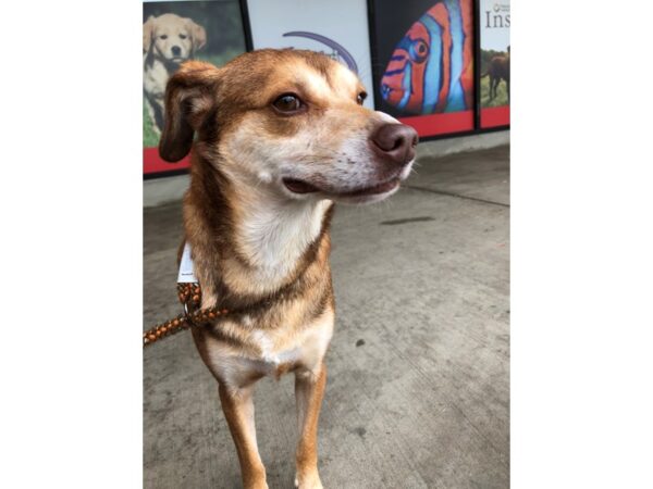 Retriever Mix-DOG-Male-Brown and Tan-2650-Petland Norwin, PA