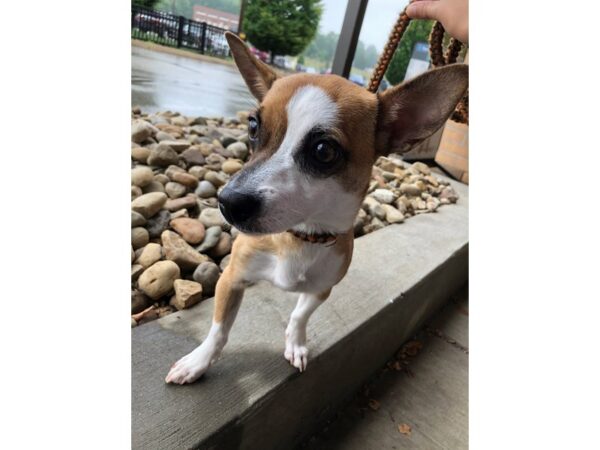 Rat Terrier Mix DOG Female Tan and White 2642 Petland Norwin, PA