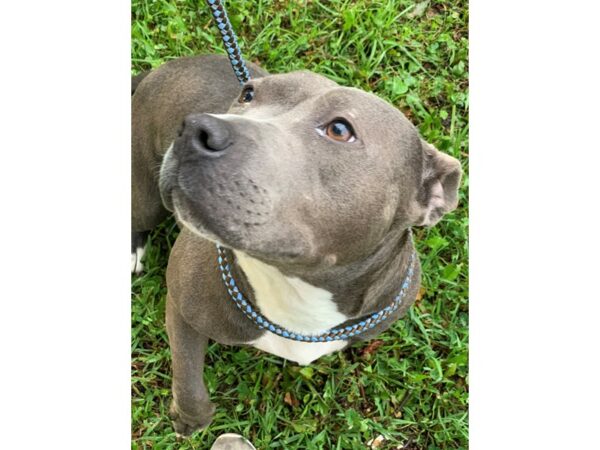 Pit Bull Mix-DOG-Female-Grey and White-2643-Petland Norwin, PA