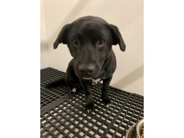 Retriever Mix DOG Male Black 2641 Petland Norwin, PA