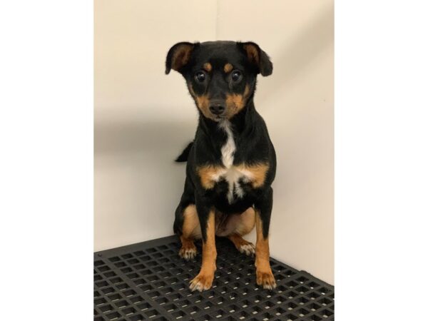 Terrier Mix DOG Female Black and Tan 2639 Petland Norwin, PA