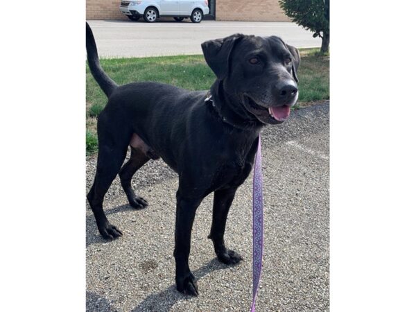 Labrador Mix DOG Male Black 2644 Petland Norwin, PA