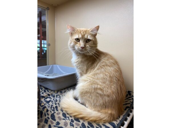 Domestic Long Hair-CAT-Male-Orange-2614-Petland Norwin, PA