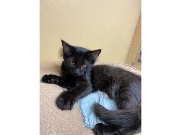 Domestic Long Hair-CAT-Male-Black-2635-Petland Norwin, PA