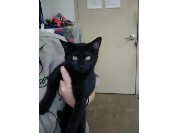 Domestic Short Hair-CAT-Female-Black-2622-Petland Norwin, PA