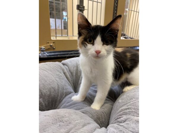 Domestic Medium Hair-CAT-Female-Calico-2616-Petland Norwin, PA