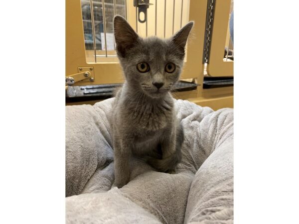 Domestic Short Hair CAT Male Grey 2627 Petland Norwin, PA