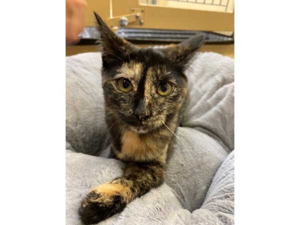 Domestic Short Hair CAT Female Tortie 2623 Petland Norwin, PA