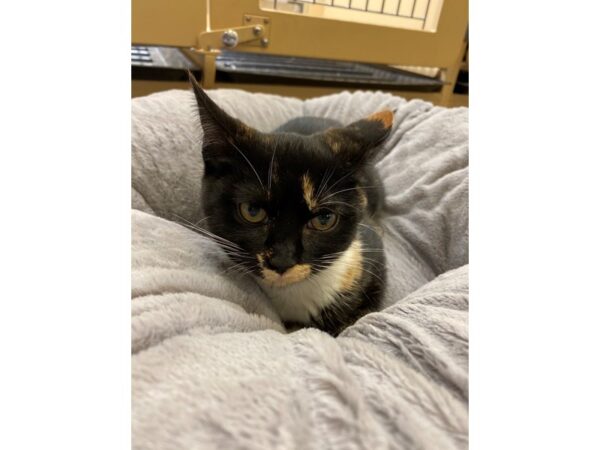 Domestic Short Hair CAT Female Torbie 2628 Petland Norwin, PA