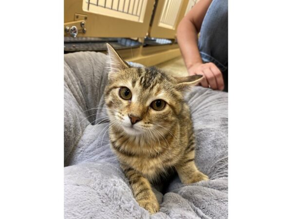 Domestic Short Hair CAT Female Brown and Orange Tabby 2630 Petland Norwin, PA