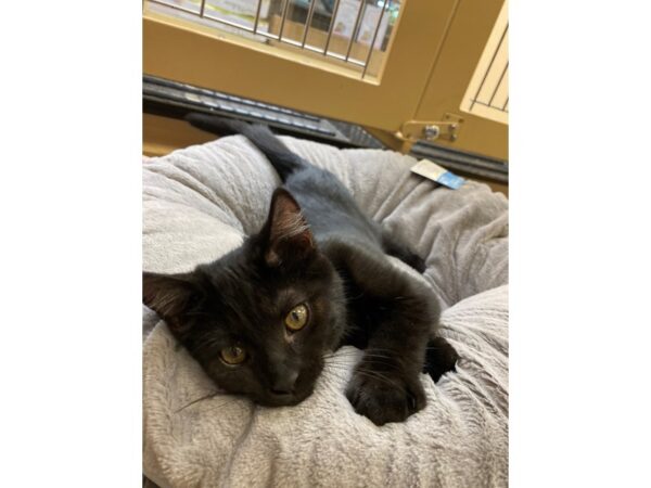 Domestic Shorthair CAT Male Black 2619 Petland Norwin, PA